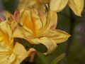 Rhododendron Golden Sunset Azalia